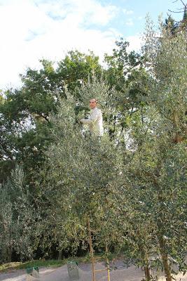 resoconto della raccolta delle olive