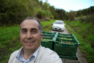 resoconto della raccolta delle olive