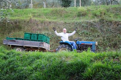 resoconto della raccolta delle olive