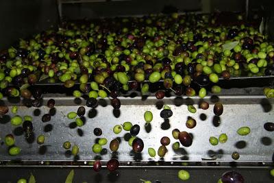 resoconto della raccolta delle olive