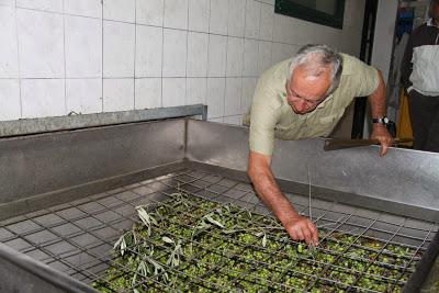 resoconto della raccolta delle olive