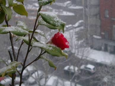 Dicono che arriva il freddo,quello vero..