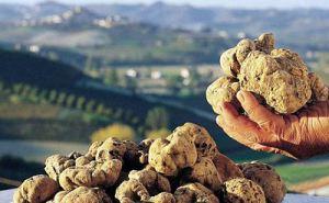 tartufo_bianco_crete_senesi