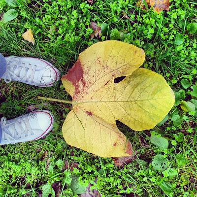 AUTUMN BEAUTY