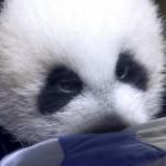 Il panda gigante nato allo zoo di Madrid 02