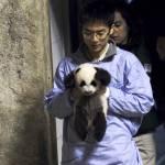 Il panda gigante nato allo zoo di Madrid (foto)
