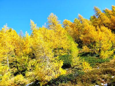 I colori dell'autunno all'Alpe Devero.