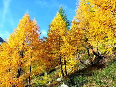 I colori dell'autunno all'Alpe Devero.