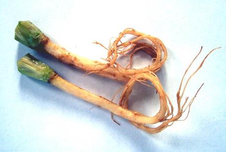 File:Coriander roots.JPG