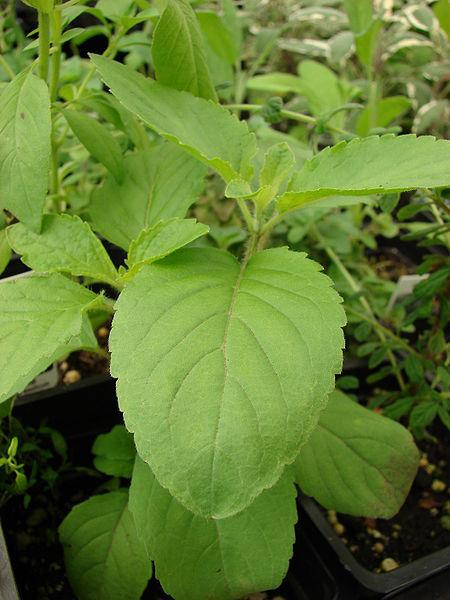 File:Starr 080117-1577 Ocimum tenuiflorum.jpg