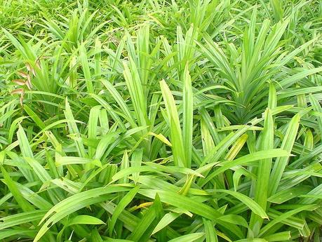 File:Pandan (screwpine) leaves.JPG