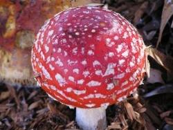 amanitamuscaria2-1