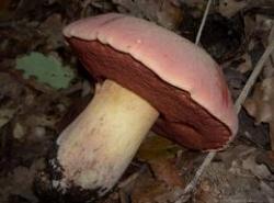 boletusfunghi1