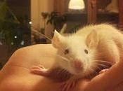 Aiuto ratto!