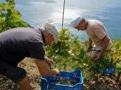 Ischia