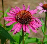 Erboristeria dimagrante echinacea