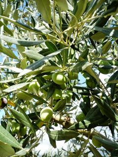 A Rende, corso per assaggiatori di olio ed a Caianello, la coltura e la cultura dell'ulivo e del suo olio.