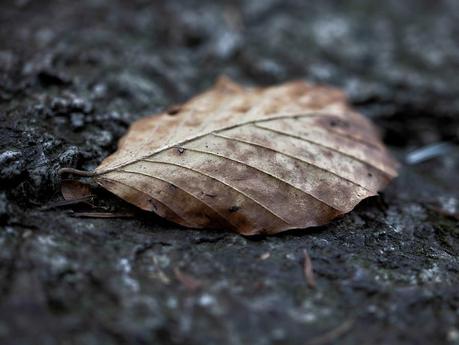 Death leaf by Samuele Silva on 500px.com