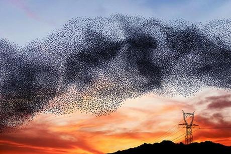 Murmurations – Ephemeral Plastic Sculptures