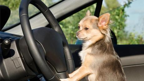 fotografia di un cane al volante