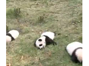 Panda lezione “tree-climbing”: baby orsi sono svogliati (video)