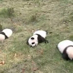 Panda a lezione di “tree-climbing”: i baby orsi sono svogliati (video)