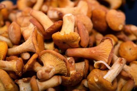 I funghi: come raccogliergli e mangiarli in sicurezza