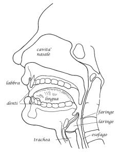 L'apparato fonatorio umano. (www.midisegni.it)