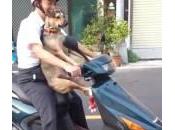 Cane salta motorino mette comodo viaggio (Video)