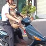 Cane salta sul motorino e si mette comodo per il viaggio (Video)