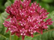 Milkweed, fiore allontana dolci