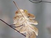 Pagliaccio d'autunno