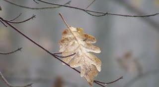 PAGLIACCIO D'AUTUNNO