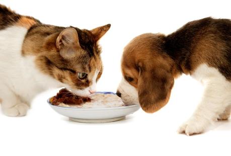 Can-Dogs-Eat-Cat-Food