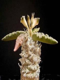 Wallpaper: Euphorbia Tulearensis