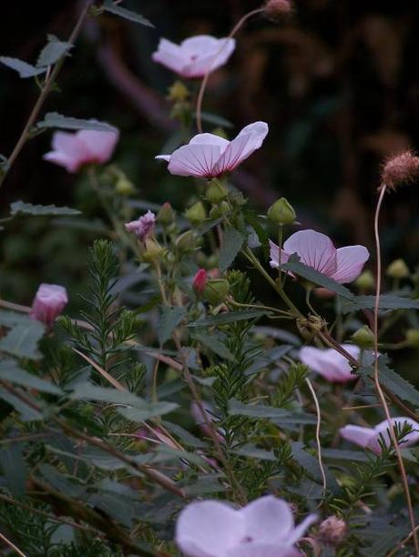 pavonia hastata