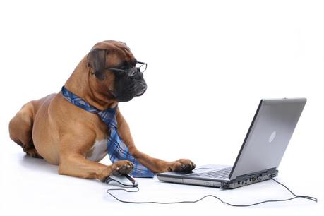 fotografia di un cane al computer