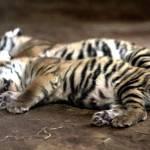 I cuccioli di tigre del Bengala nati nello zoo del Paraguay02