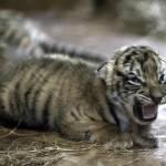 I cuccioli di tigre del Bengala nati nello zoo del Paraguay (foto)