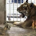 I cuccioli di tigre del Bengala nati nello zoo del Paraguay03