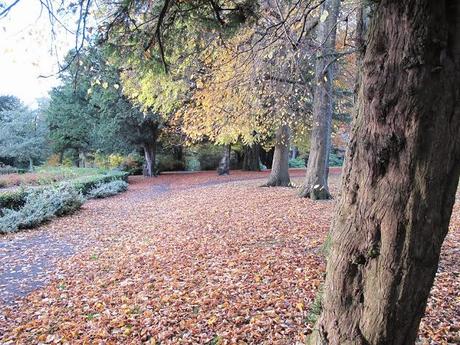 Photos of the week - a glaswegian autumn