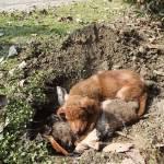 cucciolo protegge giorni corpo sorella defunta foto 02