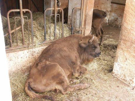 Bison bonasus, il bisonte europeo