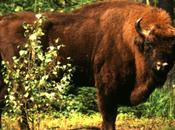 Bison bonasus, bisonte europeo