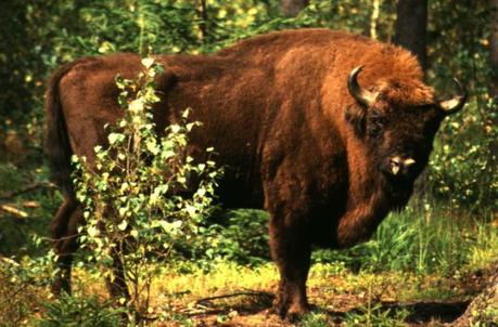 Bison bonasus, il bisonte europeo