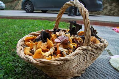 funghi nei boschi di Pierino