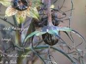 Blossom zine nuovo numero Winter issue