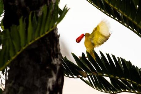 African Golden Weaver