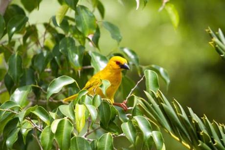 African Golden Weaver