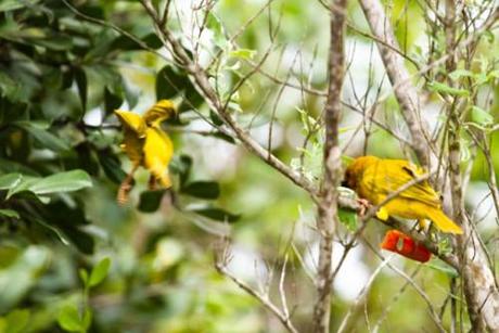 Tessitore Dorato sugli alberi della Lagoa